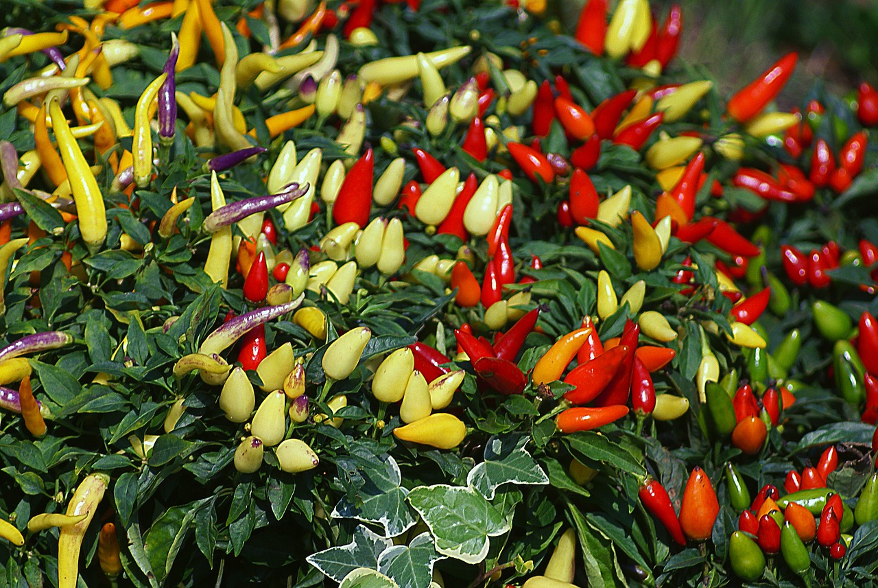 paprika peppers fruit free photo