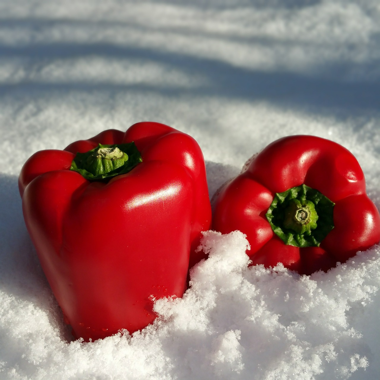 paprika snow red free photo