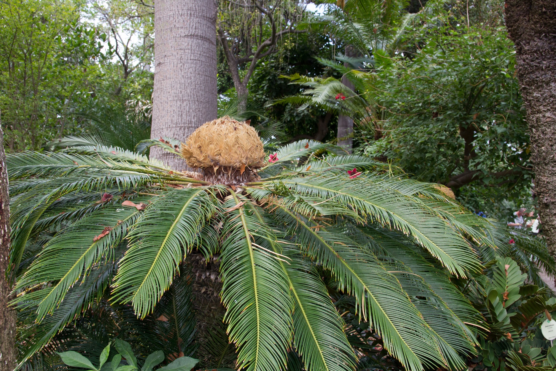 flowers botanical garden park free photo