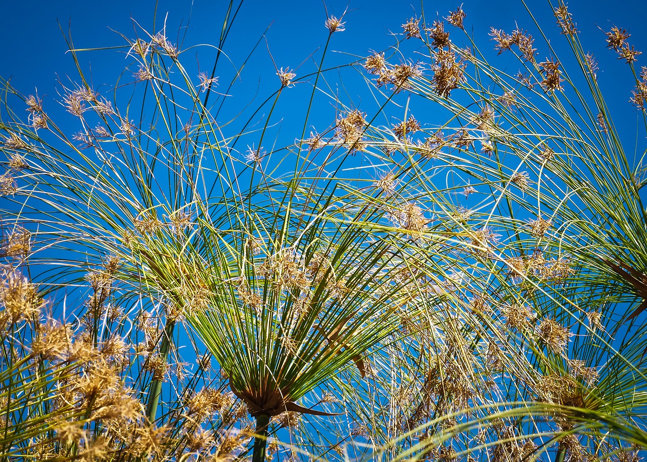 papyrus reed plant free photo