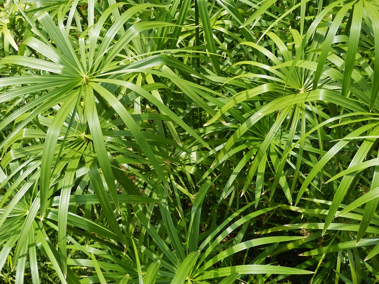 papyrus plant green leaves free photo