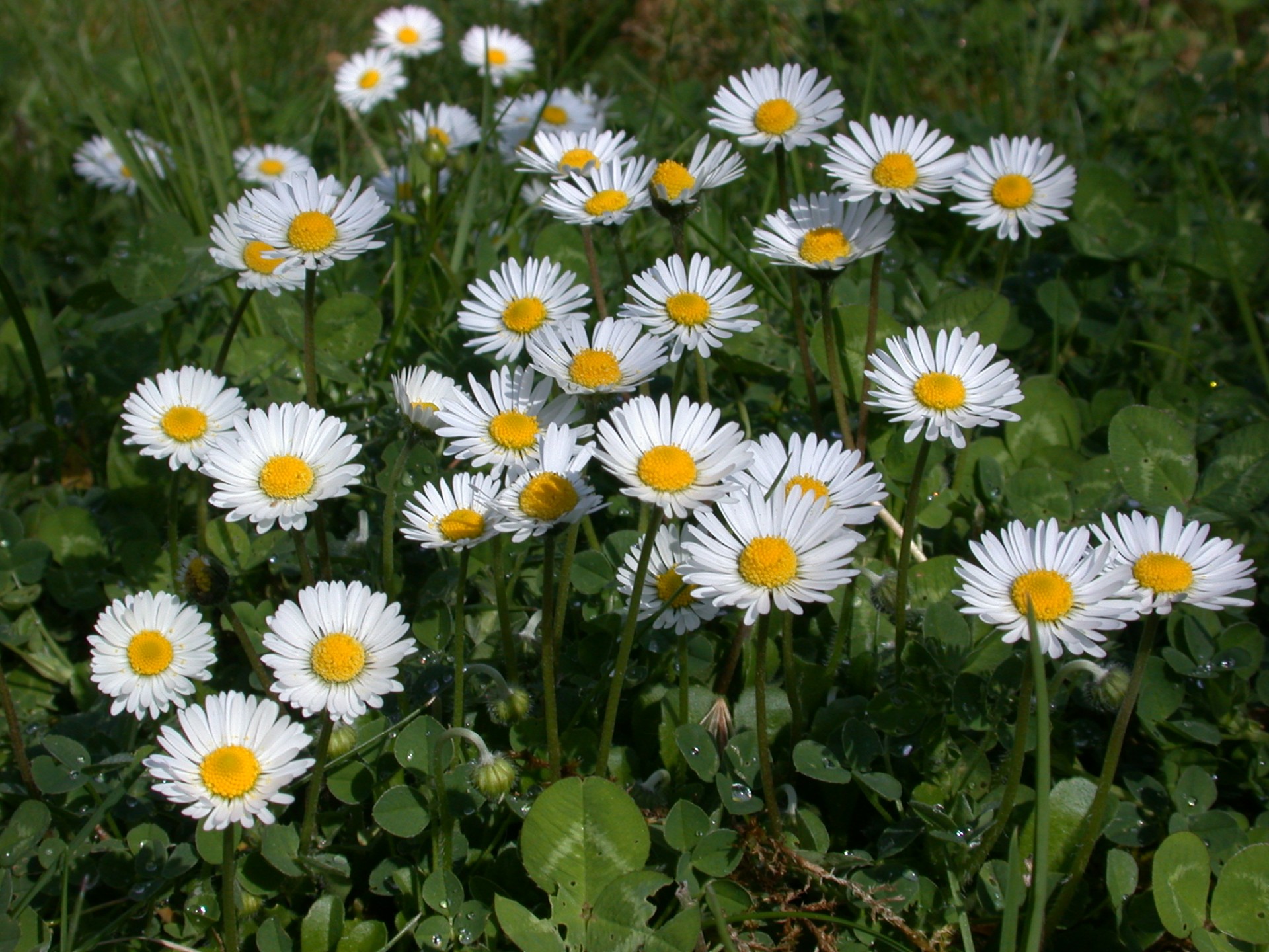 daisies flower fields meadow free photo