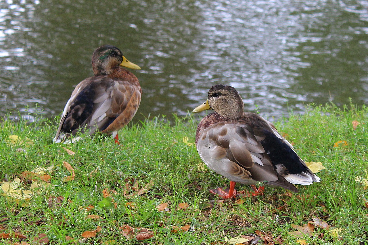 para wild ducks mallard duck free photo