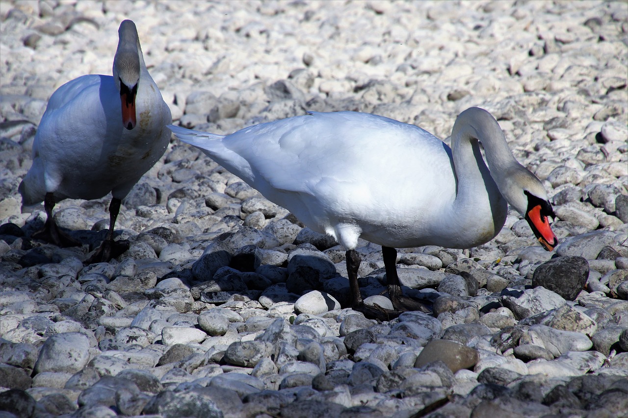 para birds monolithic part of the waters free photo