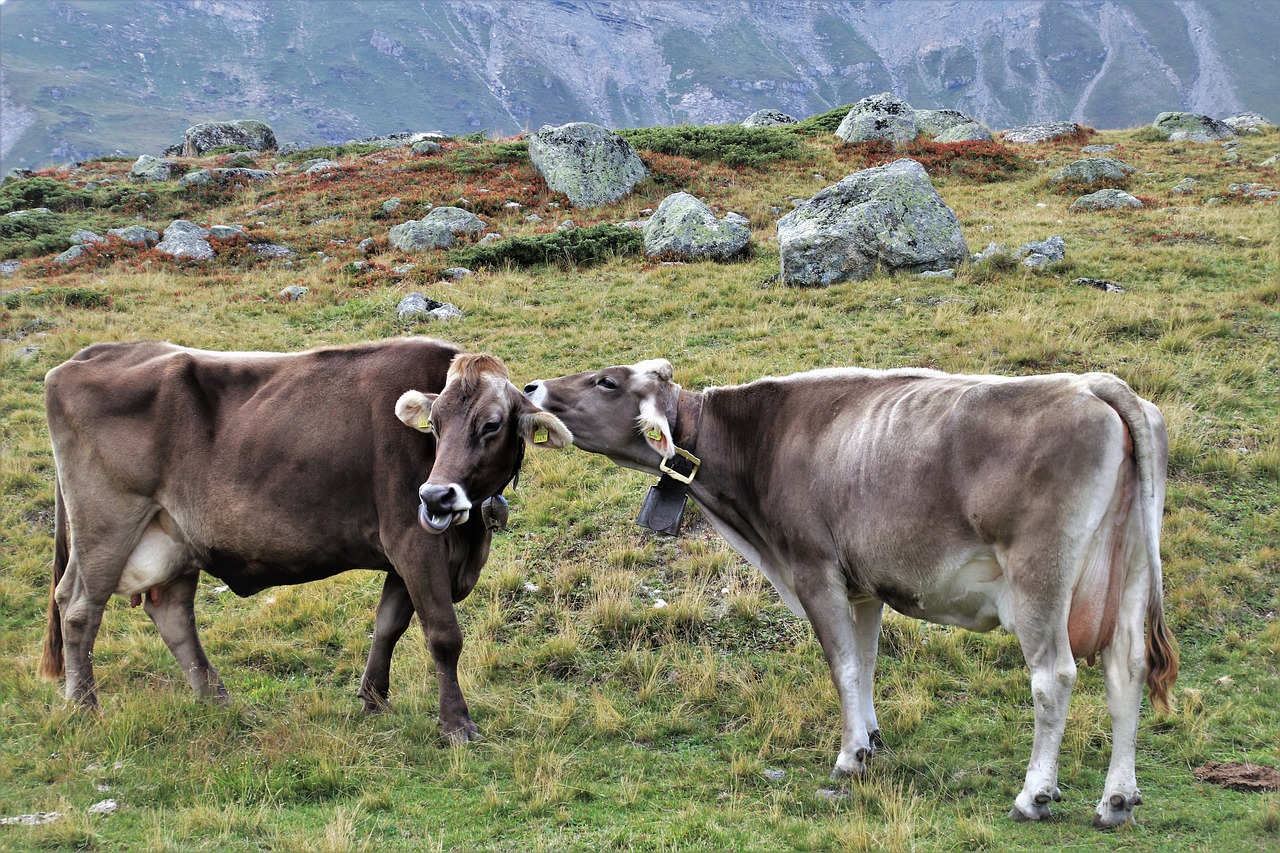 para  cows  grazing free photo