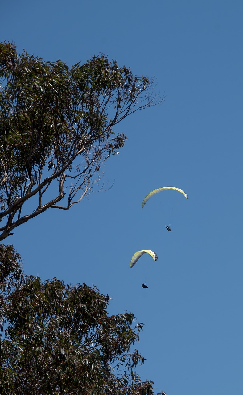 para-gliders  glider  two free photo
