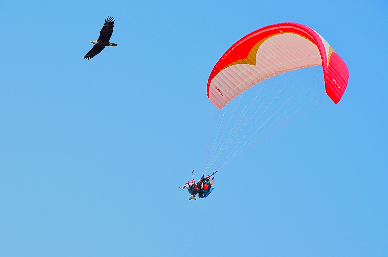 parachute  sky  fly free photo