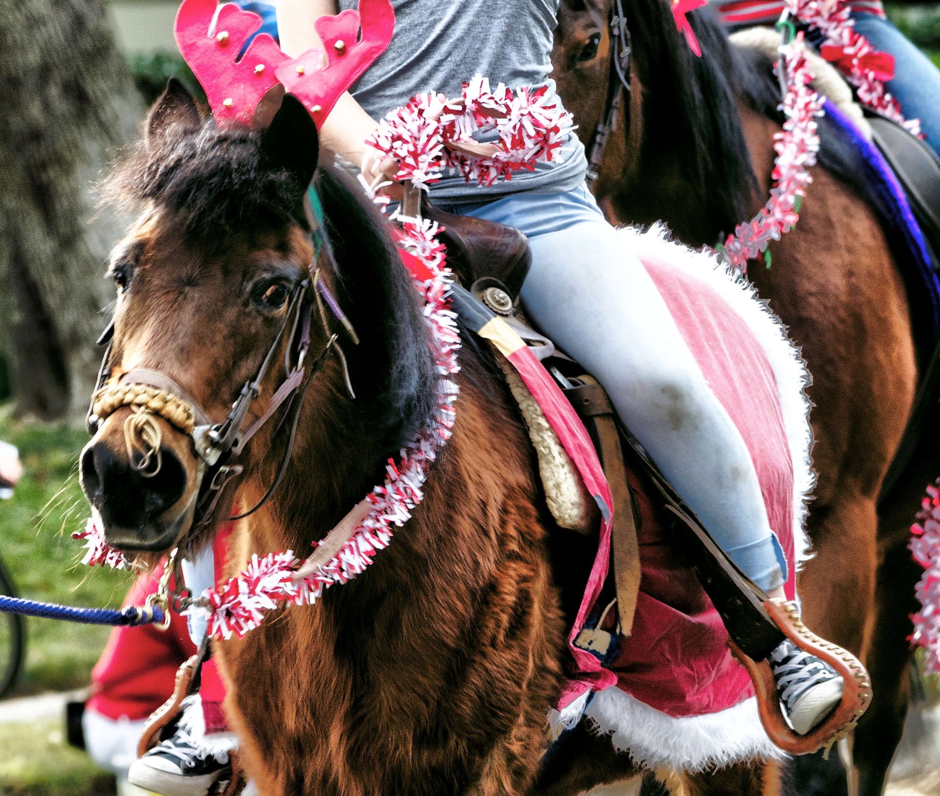 horse horses equestrian free photo