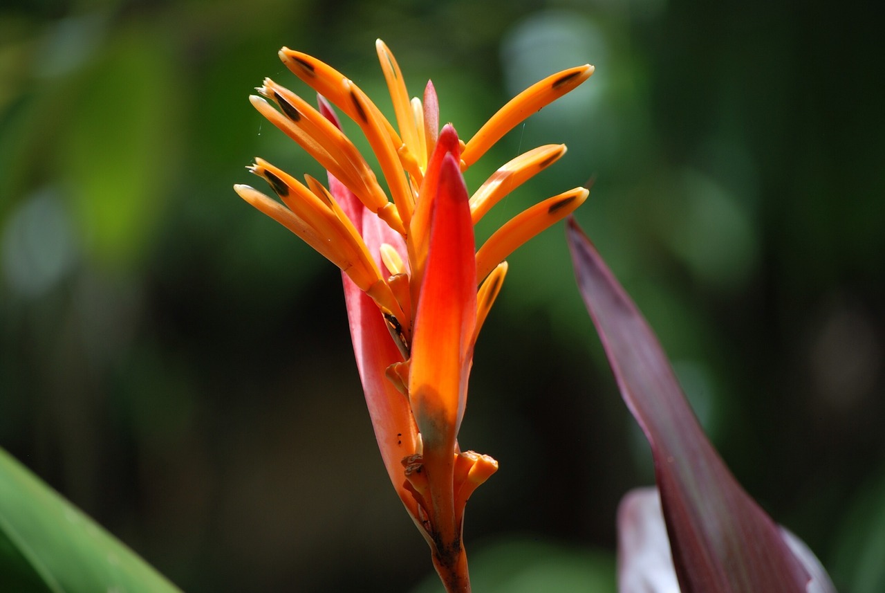 paradise bird flower free photo