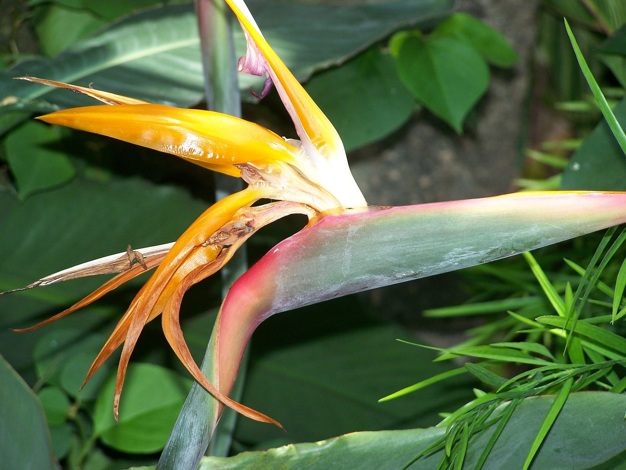 paradise flower tropical free photo