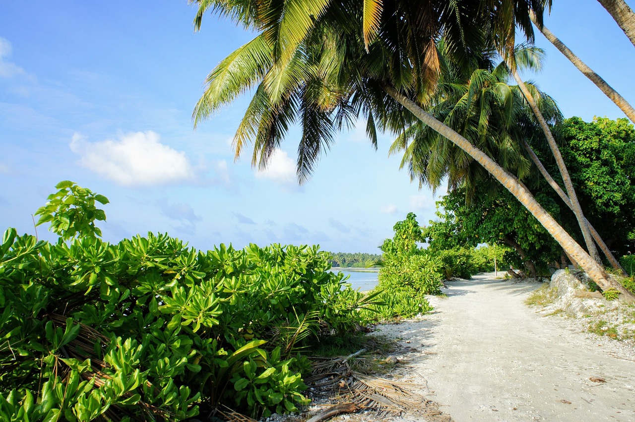 paradise beach palm trees free photo