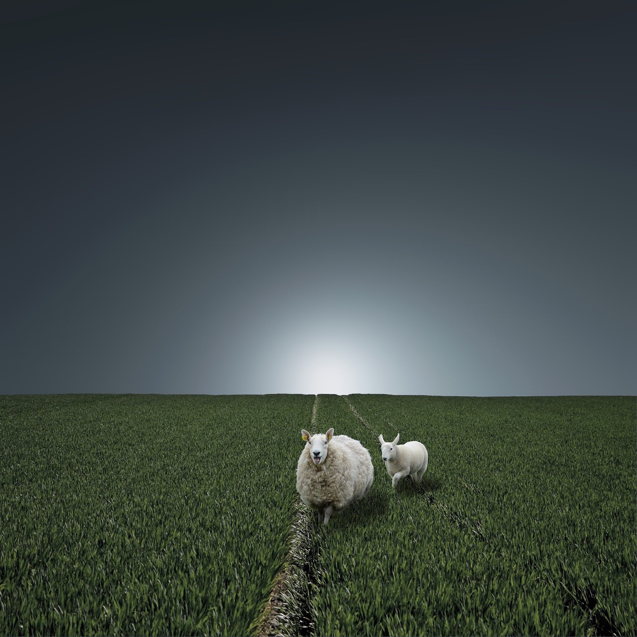 paradise pasture sheep free photo