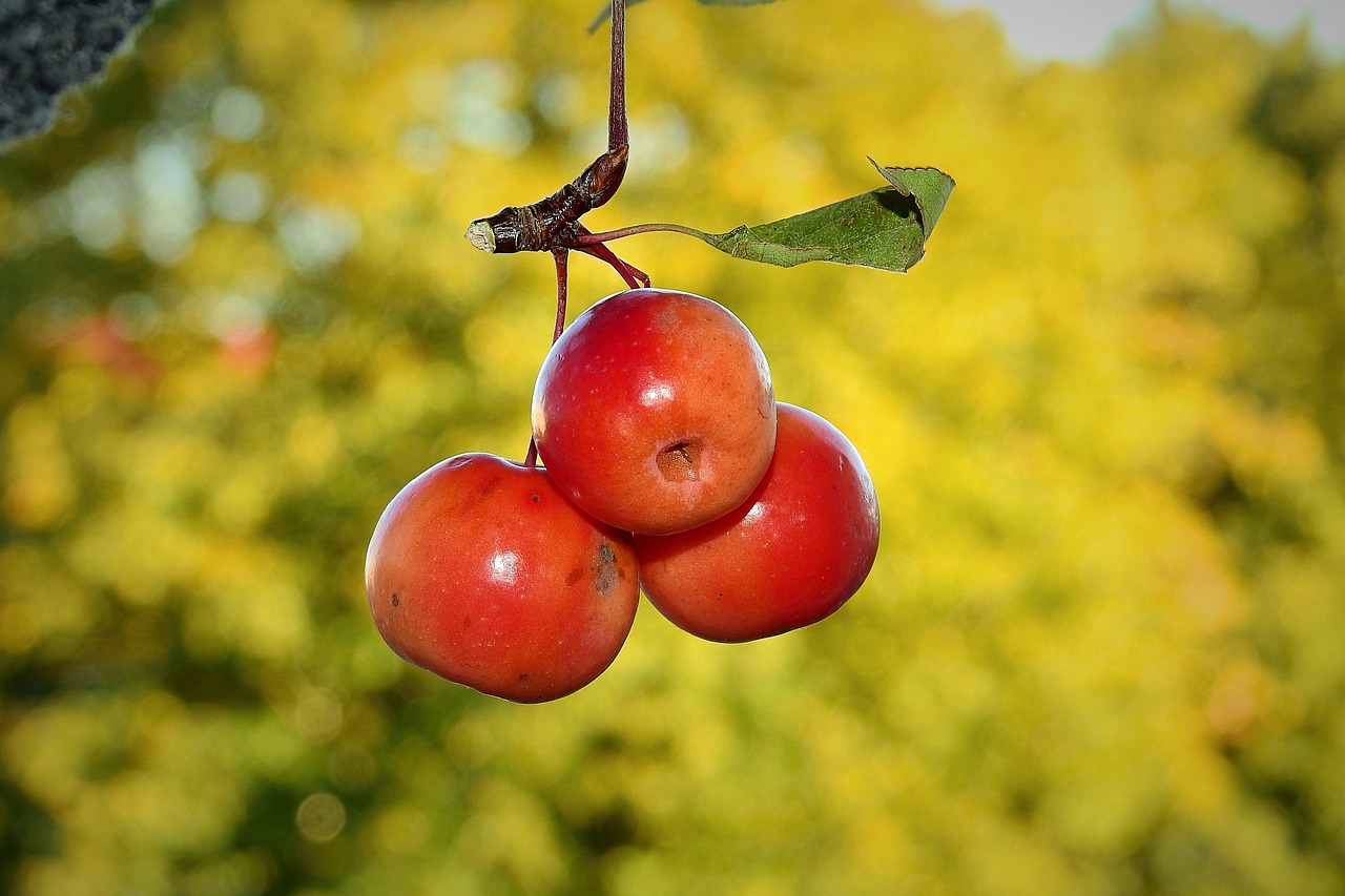 paradise apples  fruit  branch free photo