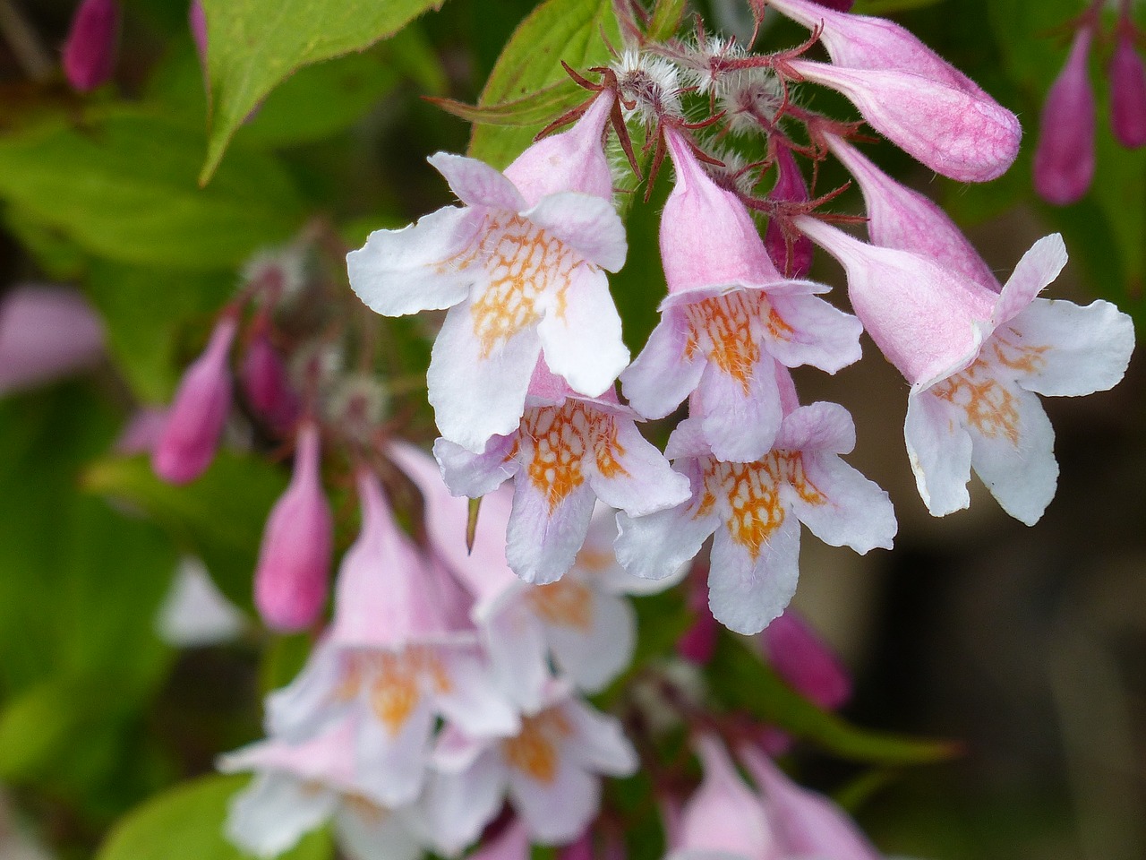 paradise-bush flowers colors free photo