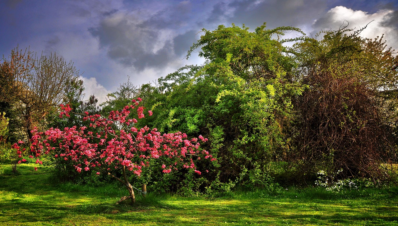 paradise tree garden spring free photo