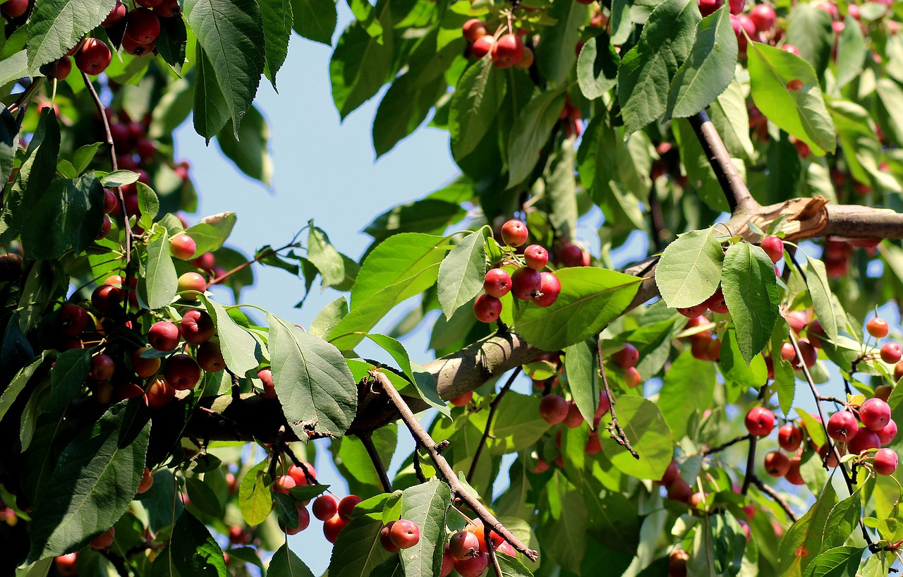 paradise tree  heavenly apples  tree free photo