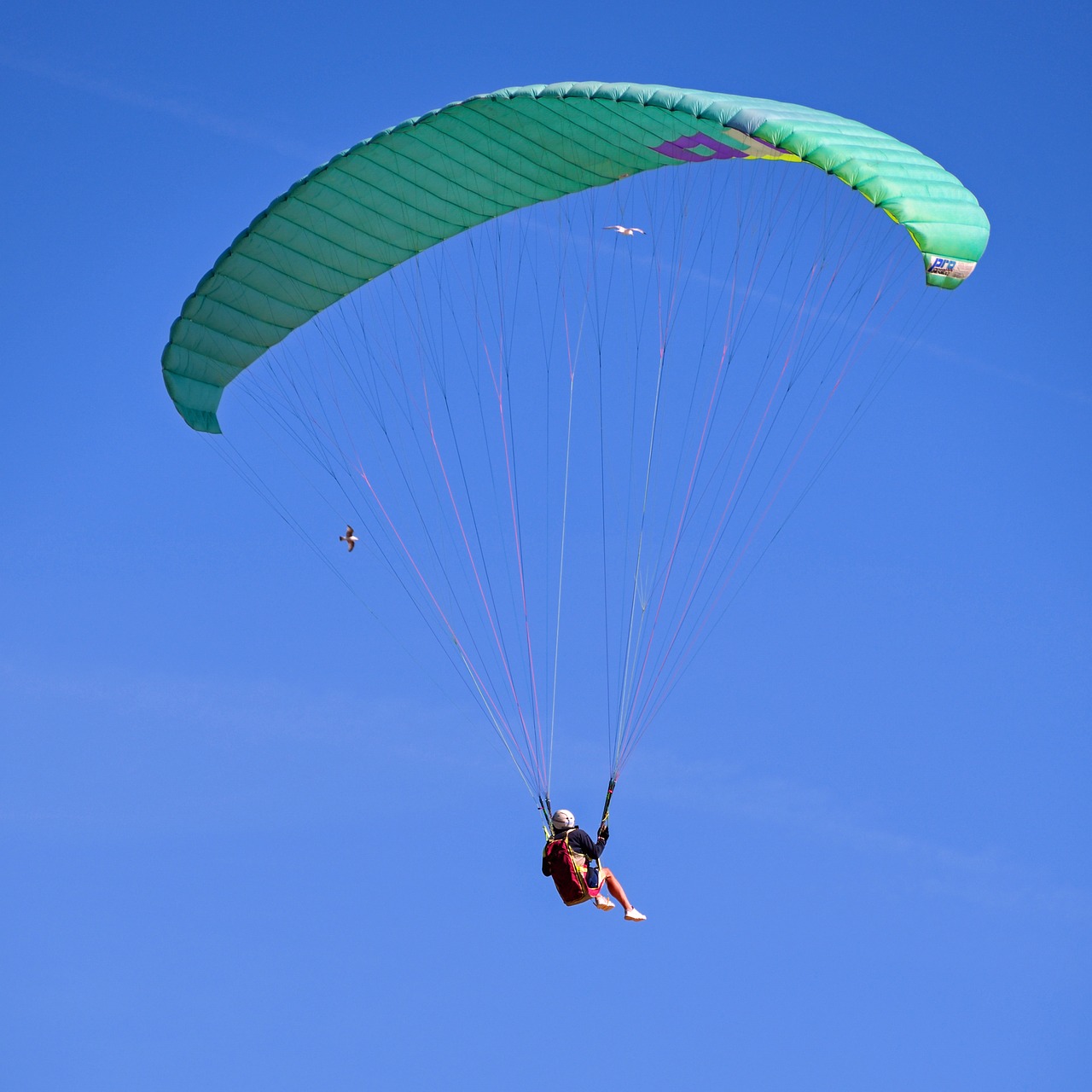 paragliding fly sport free photo