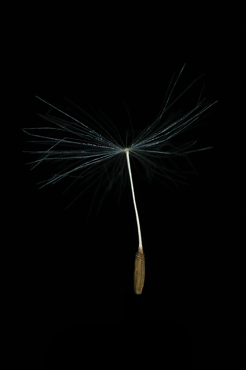 paragliding dandelion seeds free photo