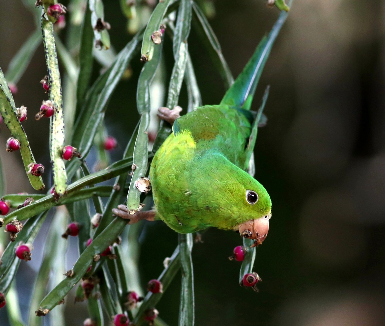 parakeet green food free photo