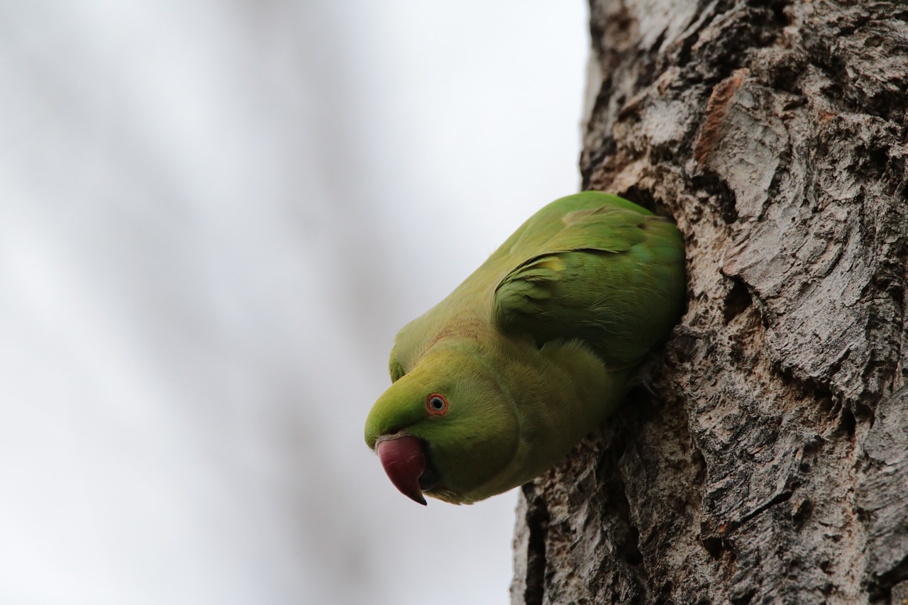 parakeet birds nature free photo