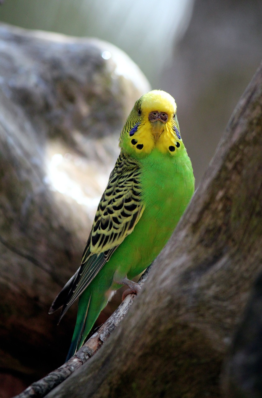 parakeet green birds