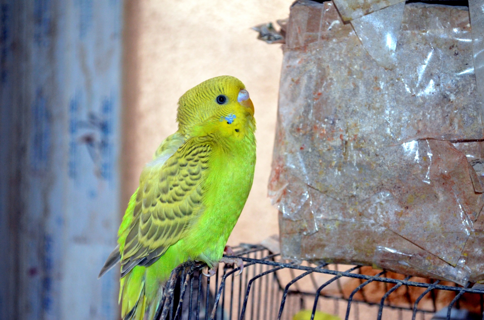 animals bird parakeet budgie free photo