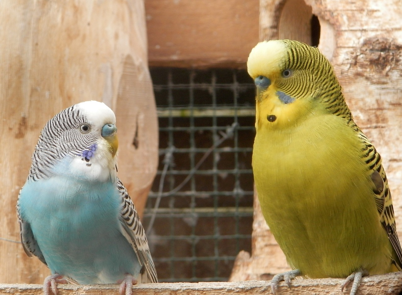 parakeet parrots nature free photo
