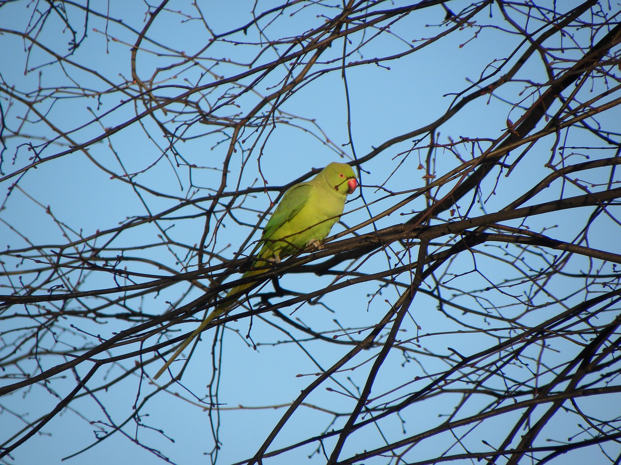 parakeet bird amsterdam free photo