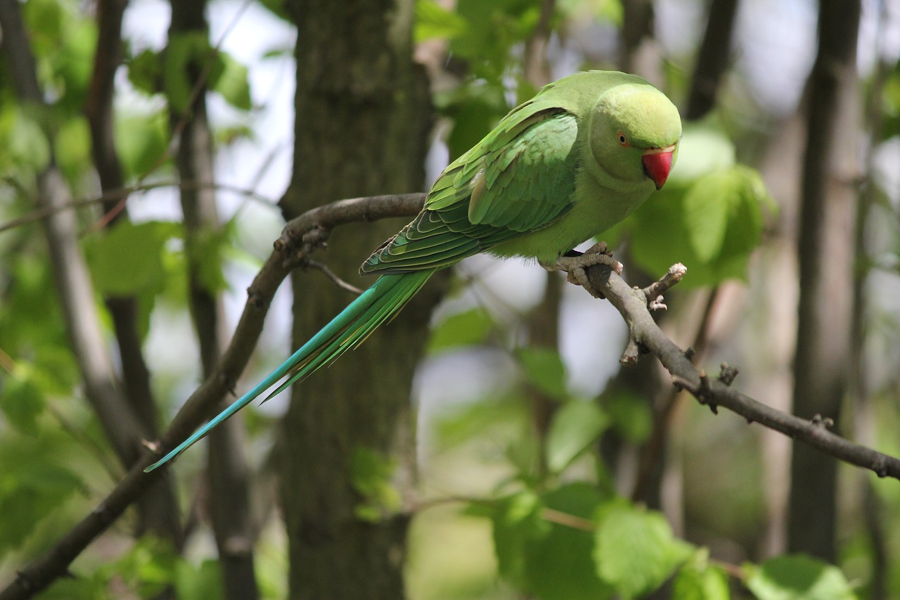 parakeet park branch free photo