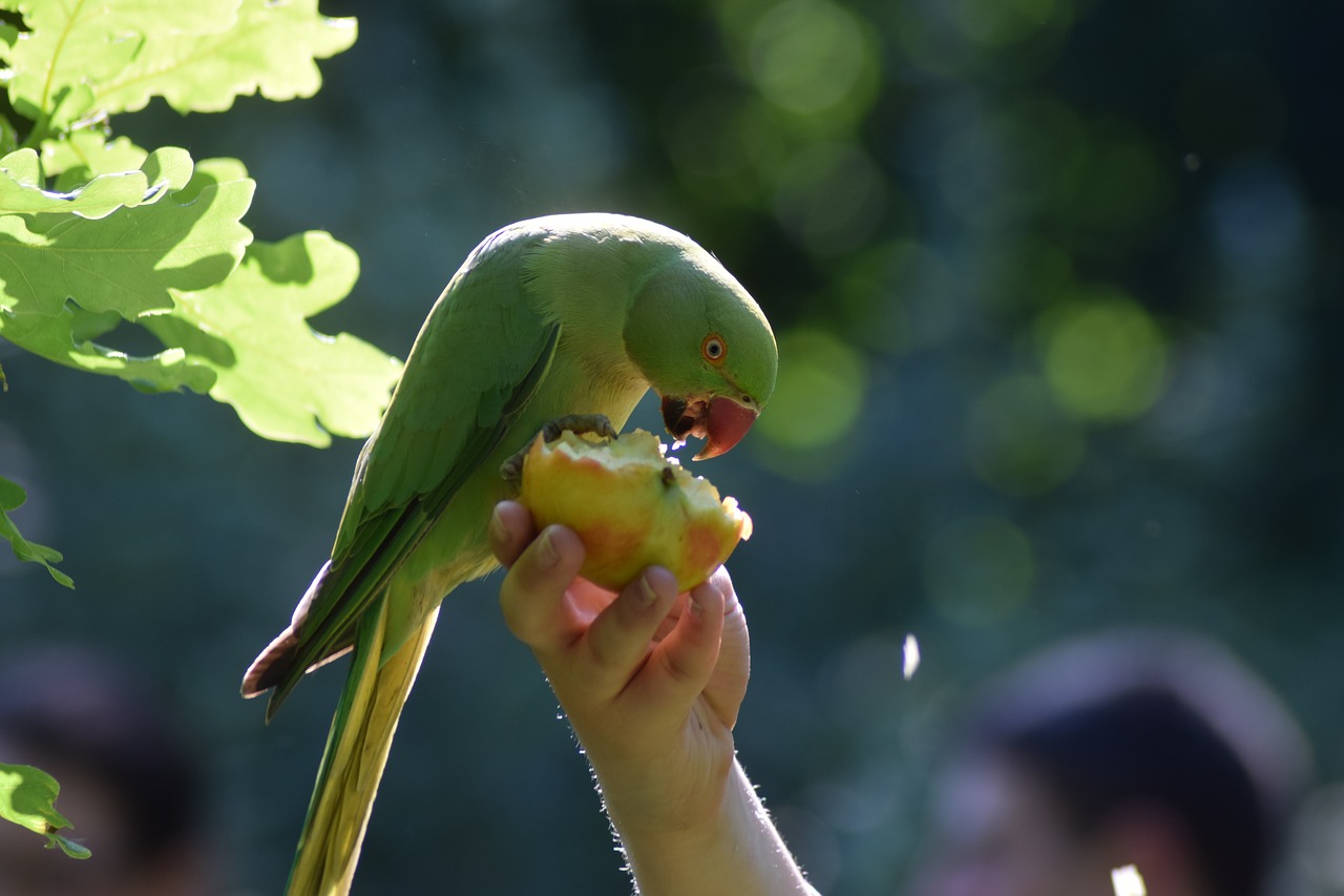 parakeet bird parrot free photo