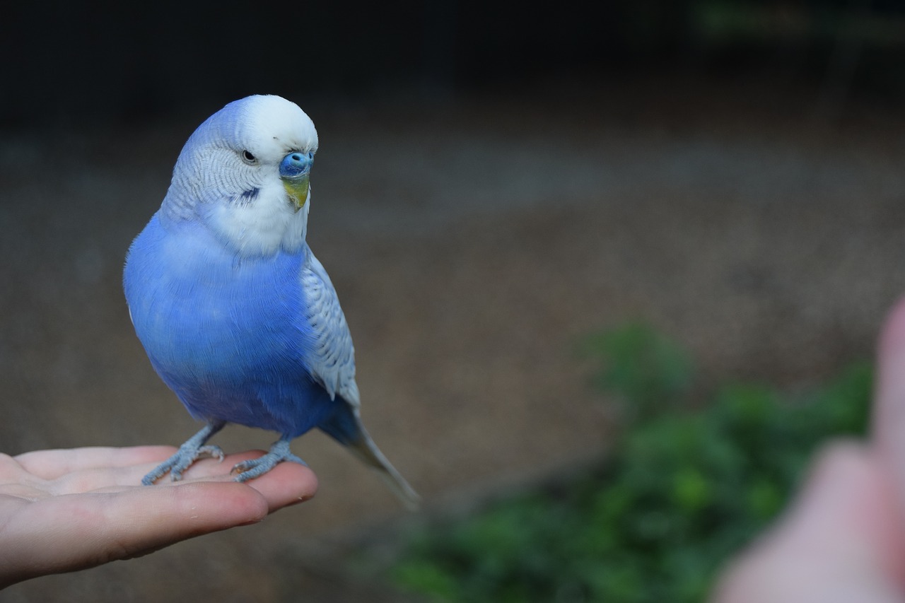 parakeet cute bird free photo