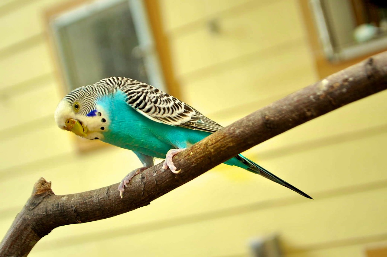 parakeet canary bird canary free photo