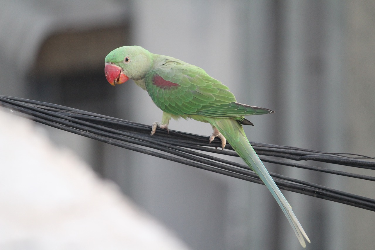 parakeet parrot bird free photo