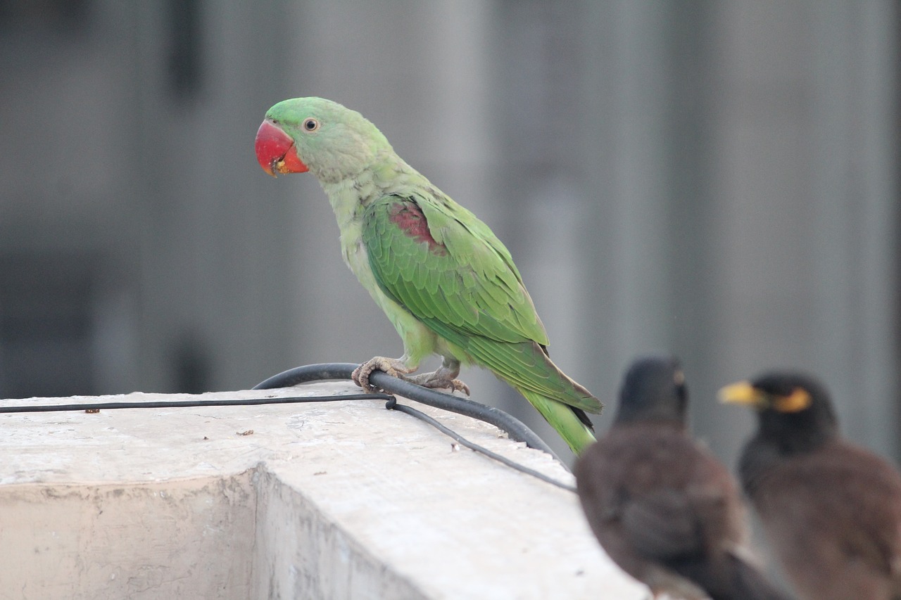 parakeet indian parrot parrot free photo