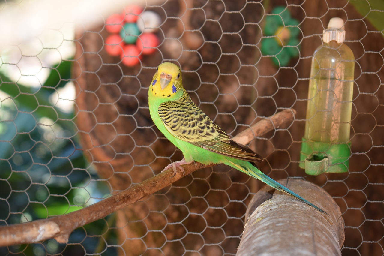 parakeet bird colorful free photo
