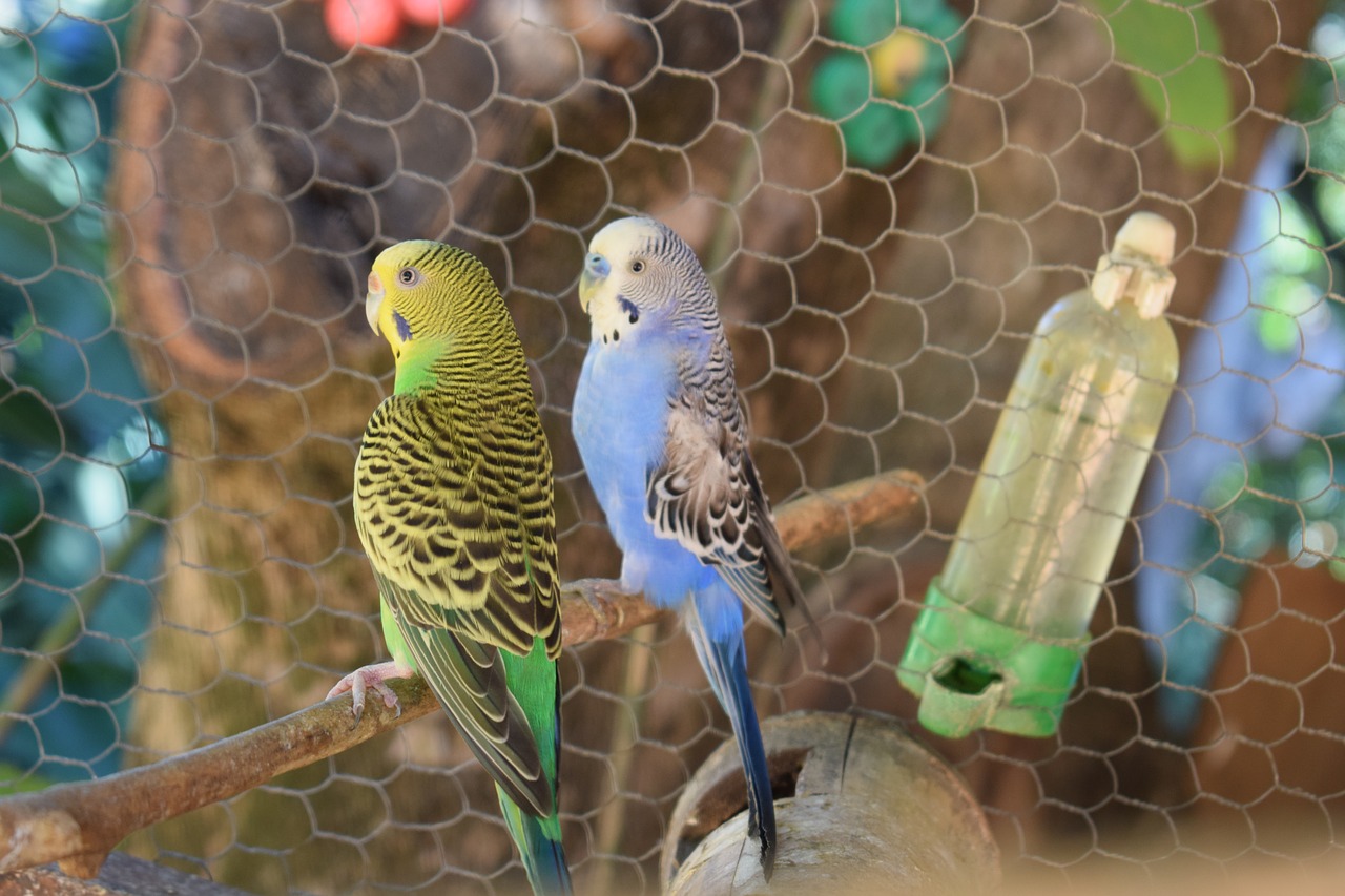parakeet bird brazilian bird free photo