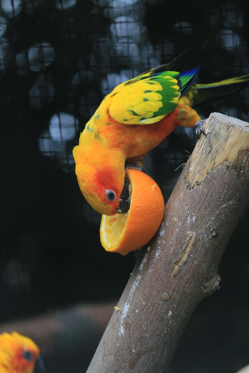 parakeet bird plumage free photo