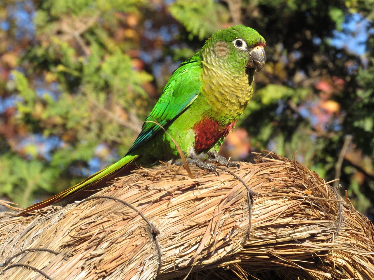 parakeet bird brazilian bird free photo