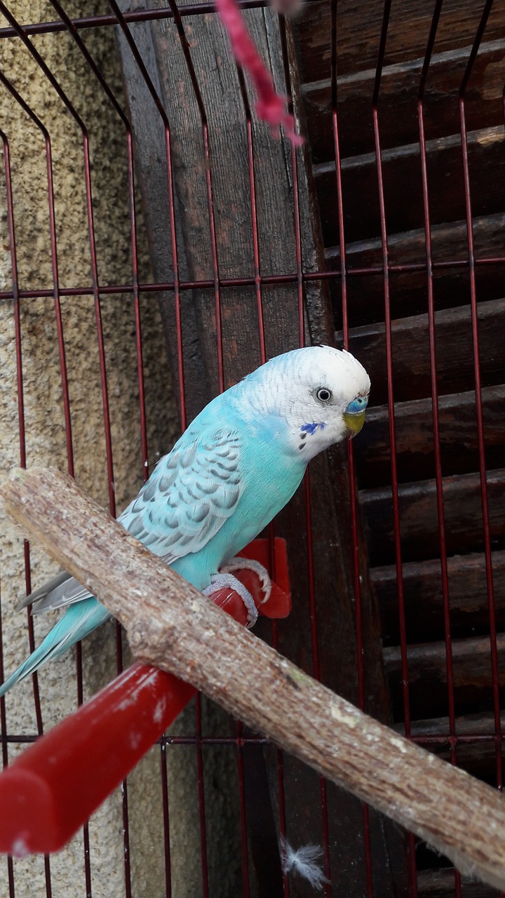 parakeet bird blue free photo