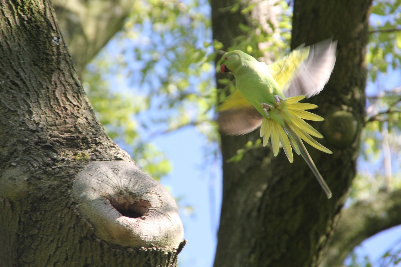 parakeet bird amsterdam free photo