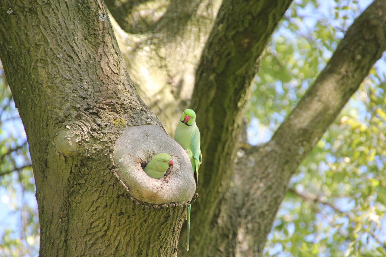 parakeet bird amsterdam free photo