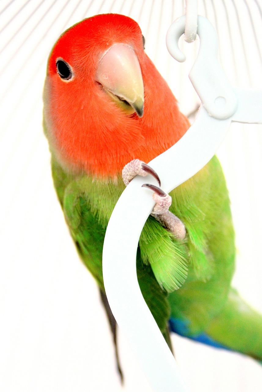 parakeet red green free photo