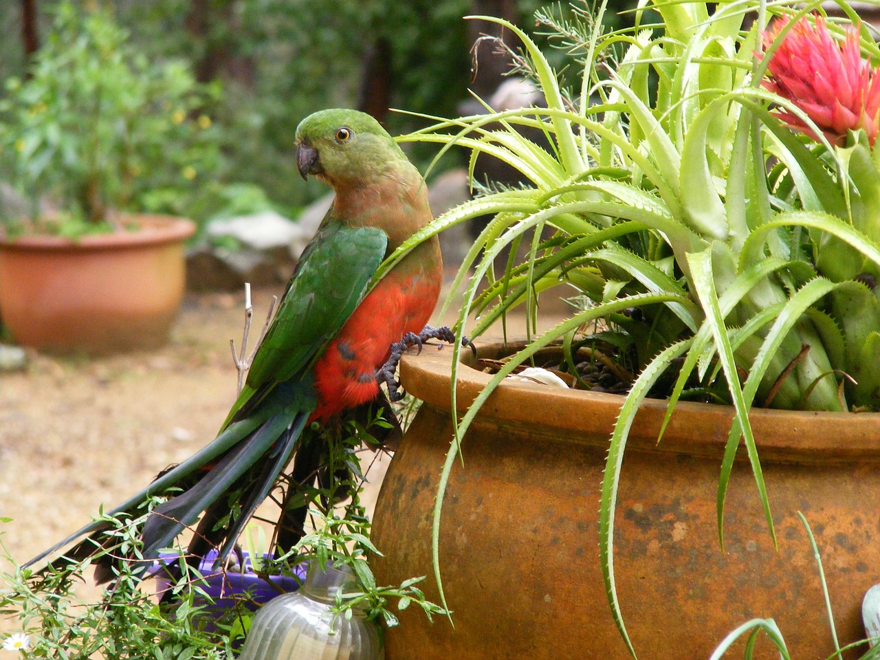 parakeet bird lorikeet free photo