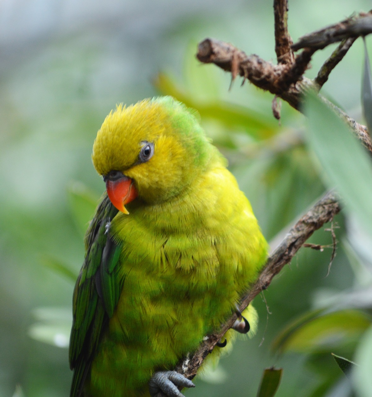 parakeet  green  yellow free photo