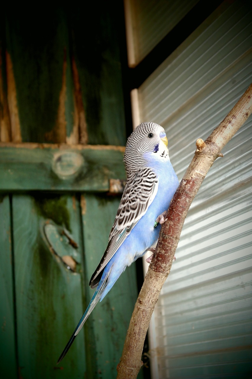 parakeet blue white free photo