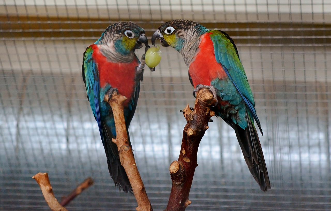 parakeet  aviary  exotic free photo