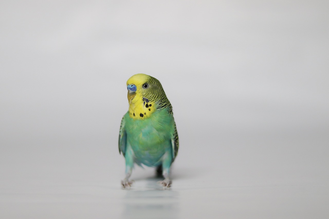 parakeet  pet  bird free photo