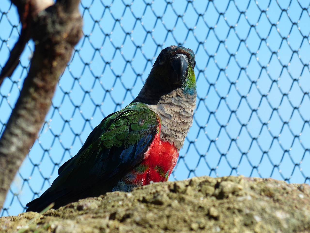 parakeet bird cage free photo