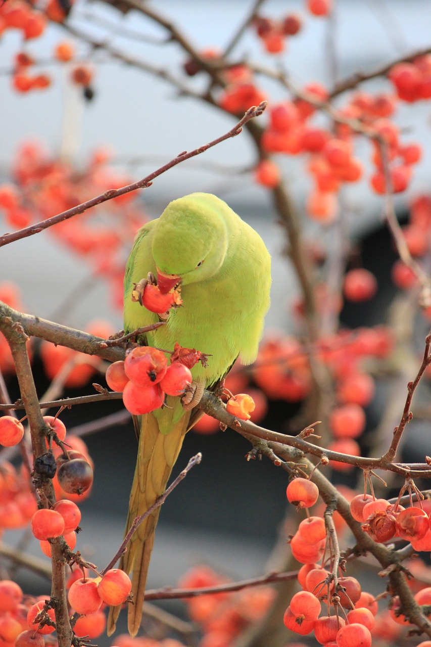 parakeet birds green free photo