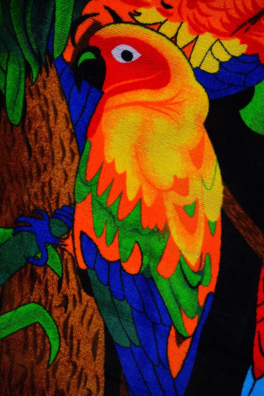 parakeet colorful bird free photo